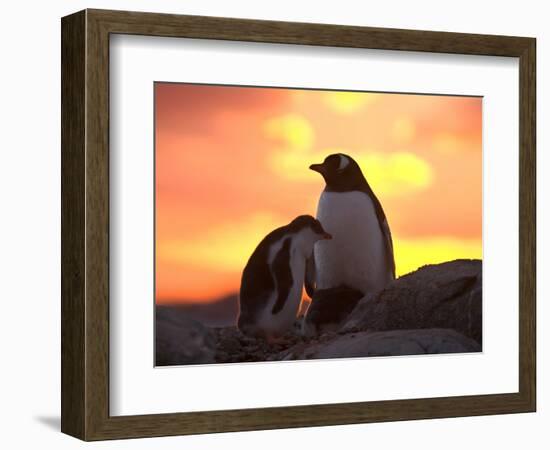 Gentoo Penguin and Chick, Antarctica-Hugh Rose-Framed Photographic Print