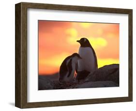 Gentoo Penguin and Chick, Antarctica-Hugh Rose-Framed Photographic Print