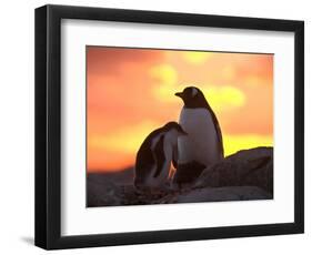 Gentoo Penguin and Chick, Antarctica-Hugh Rose-Framed Photographic Print