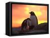 Gentoo Penguin and Chick, Antarctica-Hugh Rose-Framed Stretched Canvas