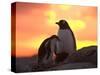 Gentoo Penguin and Chick, Antarctica-Hugh Rose-Stretched Canvas