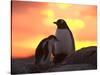 Gentoo Penguin and Chick, Antarctica-Hugh Rose-Stretched Canvas