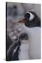 Gentoo Penguin and Chick Standing Together-DLILLC-Stretched Canvas