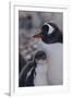 Gentoo Penguin and Chick Standing Together-DLILLC-Framed Photographic Print