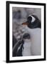 Gentoo Penguin and Chick Standing Together-DLILLC-Framed Photographic Print