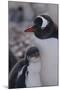 Gentoo Penguin and Chick Standing Together-DLILLC-Mounted Photographic Print