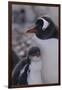 Gentoo Penguin and Chick Standing Together-DLILLC-Framed Photographic Print