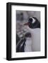 Gentoo Penguin and Chick Standing Together-DLILLC-Framed Photographic Print