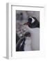 Gentoo Penguin and Chick Standing Together-DLILLC-Framed Photographic Print