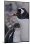 Gentoo Penguin and Chick Standing Together-DLILLC-Mounted Photographic Print