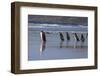 Gentoo Penguin and Magellanic Penguins. West Point Island. Falkland Islands.-Tom Norring-Framed Photographic Print