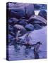 Gentoo Penguin, Antarctica-Joe Restuccia III-Stretched Canvas