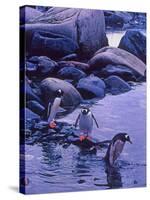 Gentoo Penguin, Antarctica-Joe Restuccia III-Stretched Canvas