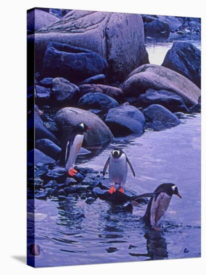 Gentoo Penguin, Antarctica-Joe Restuccia III-Stretched Canvas