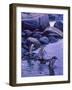 Gentoo Penguin, Antarctica-Joe Restuccia III-Framed Photographic Print