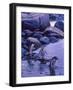 Gentoo Penguin, Antarctica-Joe Restuccia III-Framed Photographic Print