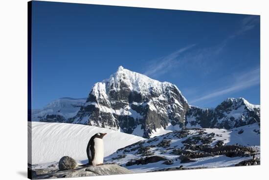 Gentoo Penguin, Antarctica-Paul Souders-Stretched Canvas