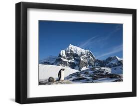 Gentoo Penguin, Antarctica-Paul Souders-Framed Photographic Print