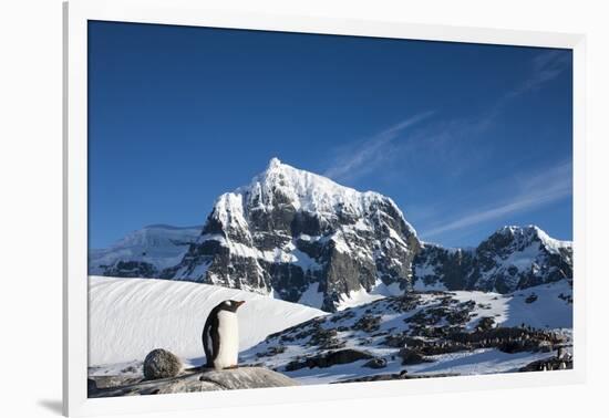 Gentoo Penguin, Antarctica-Paul Souders-Framed Photographic Print