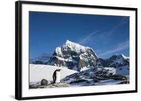 Gentoo Penguin, Antarctica-Paul Souders-Framed Photographic Print