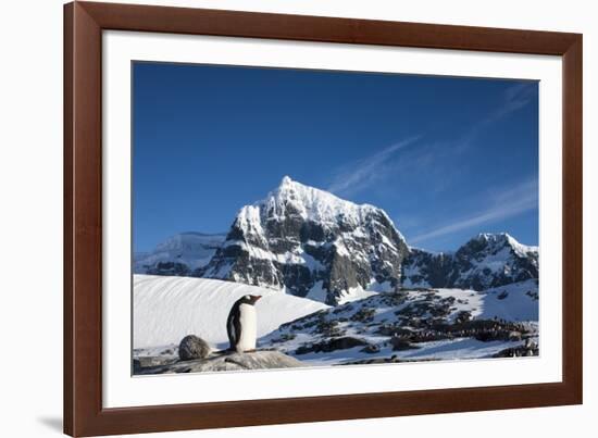Gentoo Penguin, Antarctica-Paul Souders-Framed Photographic Print