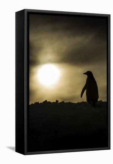 Gentoo Penguin at Sunset, Antarctica-Paul Souders-Framed Stretched Canvas