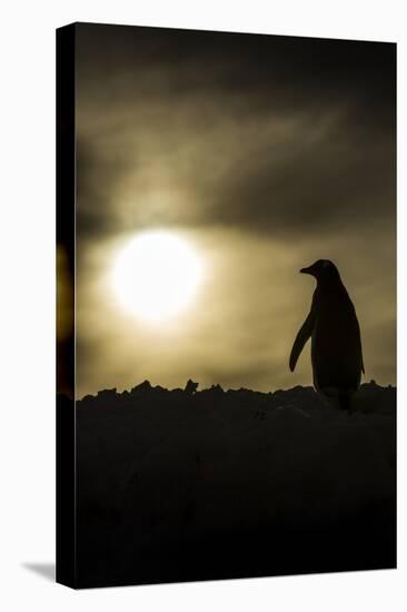 Gentoo Penguin at Sunset, Antarctica-Paul Souders-Stretched Canvas