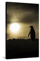 Gentoo Penguin at Sunset, Antarctica-Paul Souders-Stretched Canvas