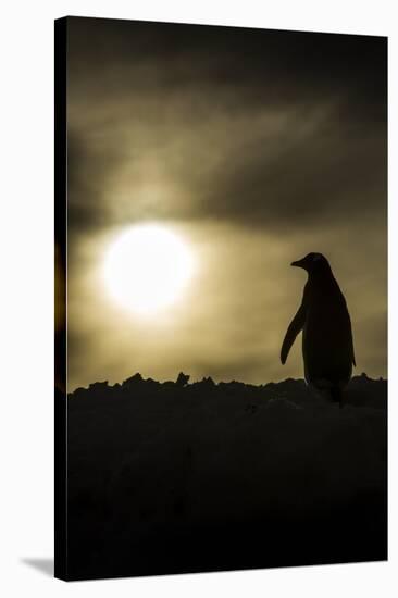 Gentoo Penguin at Sunset, Antarctica-Paul Souders-Stretched Canvas