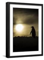 Gentoo Penguin at Sunset, Antarctica-Paul Souders-Framed Premium Photographic Print