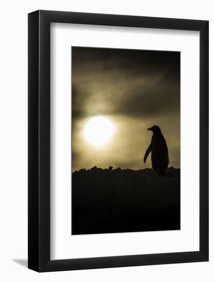 Gentoo Penguin at Sunset, Antarctica-Paul Souders-Framed Photographic Print
