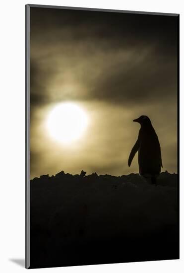 Gentoo Penguin at Sunset, Antarctica-Paul Souders-Mounted Photographic Print