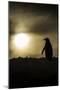 Gentoo Penguin at Sunset, Antarctica-Paul Souders-Mounted Photographic Print