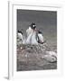 Gentoo Penguin. Barrientos Island, South Shetland Islands, Antarctica.-Tom Norring-Framed Photographic Print