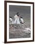 Gentoo Penguin. Barrientos Island, South Shetland Islands, Antarctica.-Tom Norring-Framed Photographic Print