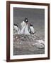 Gentoo Penguin. Barrientos Island, South Shetland Islands, Antarctica.-Tom Norring-Framed Photographic Print