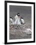 Gentoo Penguin. Barrientos Island, South Shetland Islands, Antarctica.-Tom Norring-Framed Photographic Print