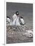 Gentoo Penguin. Barrientos Island, South Shetland Islands, Antarctica.-Tom Norring-Framed Photographic Print