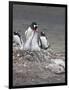 Gentoo Penguin. Barrientos Island, South Shetland Islands, Antarctica.-Tom Norring-Framed Photographic Print