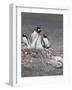 Gentoo Penguin. Barrientos Island, South Shetland Islands, Antarctica.-Tom Norring-Framed Photographic Print