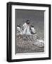 Gentoo Penguin. Barrientos Island, South Shetland Islands, Antarctica.-Tom Norring-Framed Photographic Print