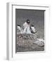 Gentoo Penguin. Barrientos Island, South Shetland Islands, Antarctica.-Tom Norring-Framed Photographic Print