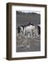 Gentoo Penguin. Barrientos Island, South Shetland Islands Antarctica.-Tom Norring-Framed Photographic Print