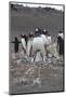 Gentoo Penguin. Barrientos Island, South Shetland Islands Antarctica.-Tom Norring-Mounted Photographic Print