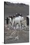 Gentoo Penguin. Barrientos Island, South Shetland Islands Antarctica.-Tom Norring-Stretched Canvas