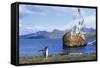 Gentoo Penguin Calling Near Abandoned Whaling Ship-Paul Souders-Framed Stretched Canvas
