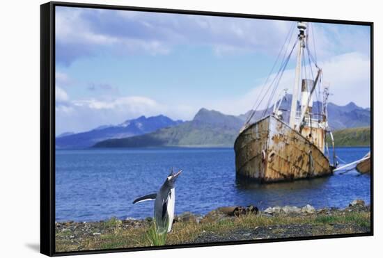 Gentoo Penguin Calling Near Abandoned Whaling Ship-Paul Souders-Framed Stretched Canvas