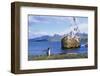 Gentoo Penguin Calling Near Abandoned Whaling Ship-Paul Souders-Framed Photographic Print