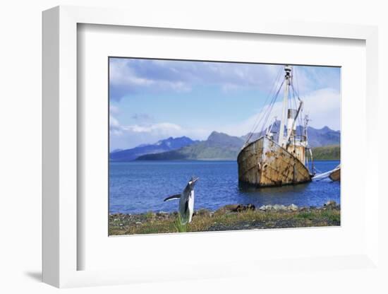 Gentoo Penguin Calling Near Abandoned Whaling Ship-Paul Souders-Framed Photographic Print