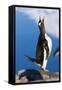 Gentoo Penguin Calling-Paul Souders-Framed Stretched Canvas